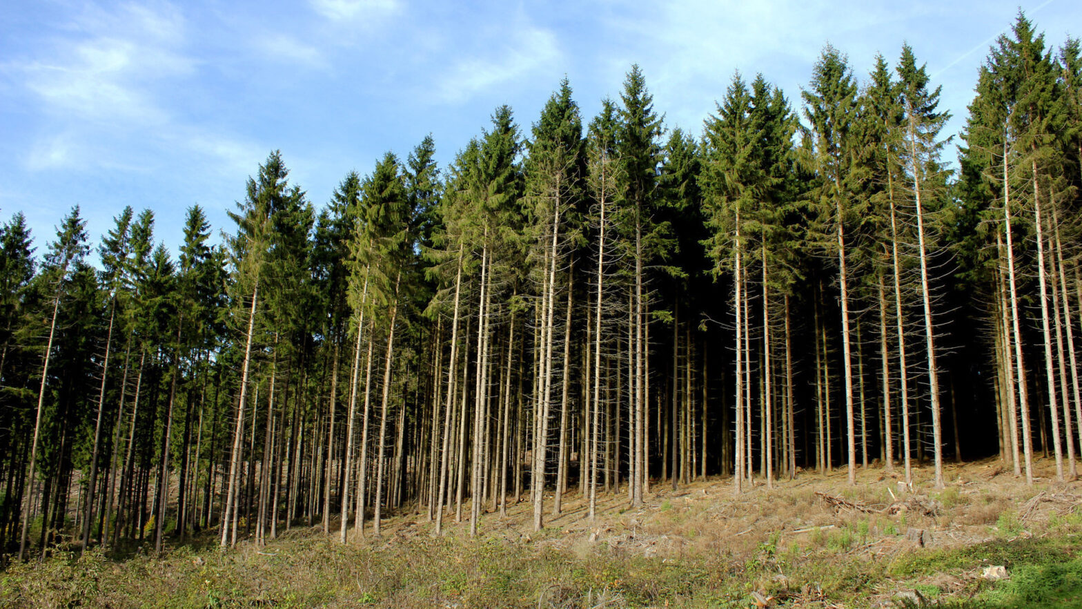 Pine: coniferous wood