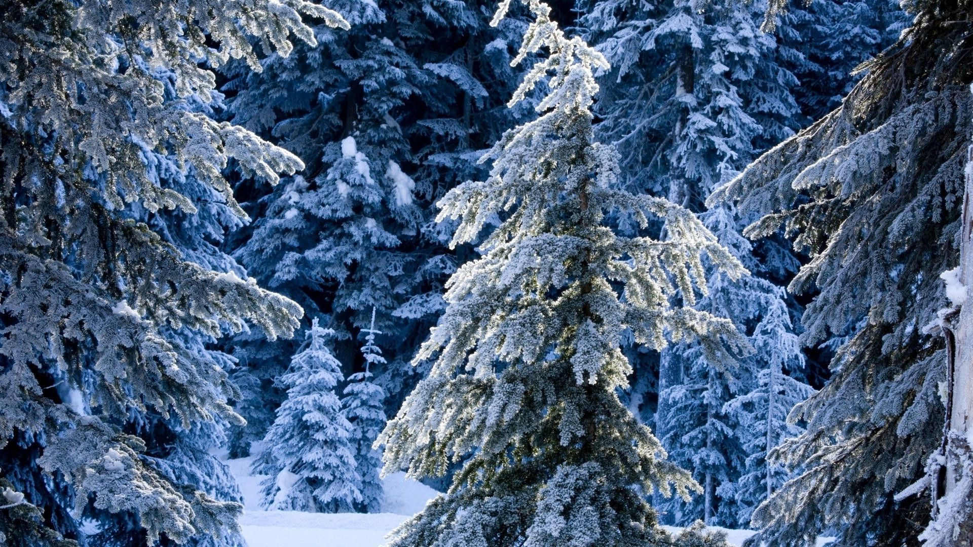 Spruce: coniferous wood