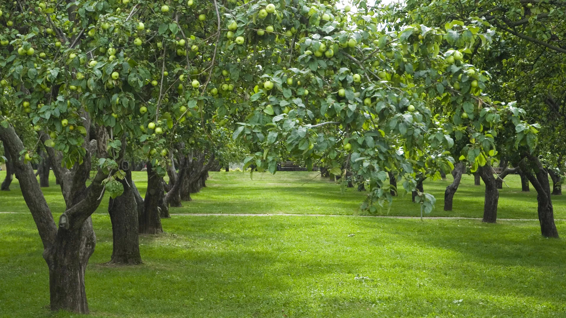Яблоня — плодовая порода древесины