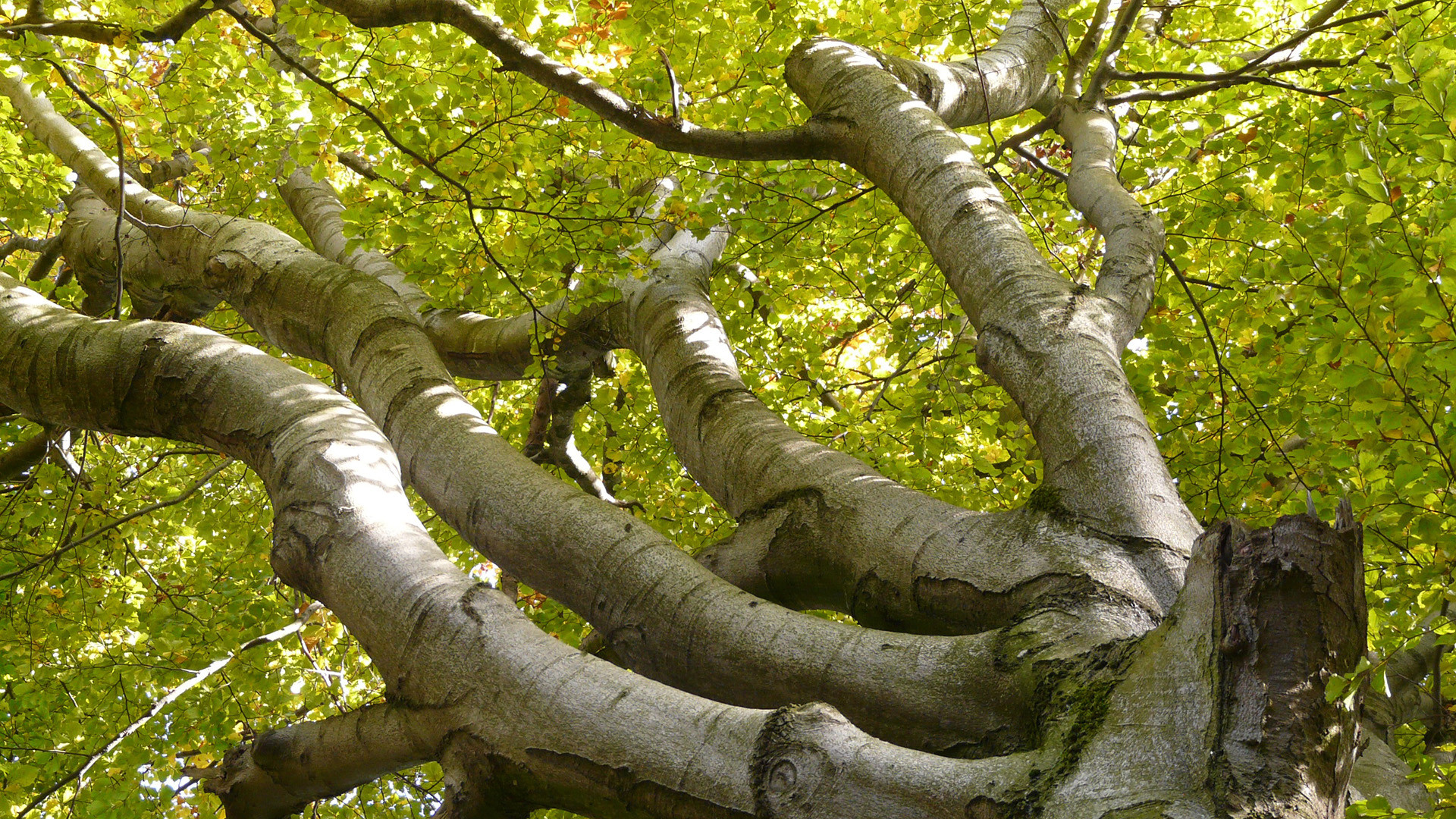 Бук — лиственная порода древесины