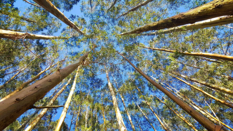 Eucalyptus: rare wood