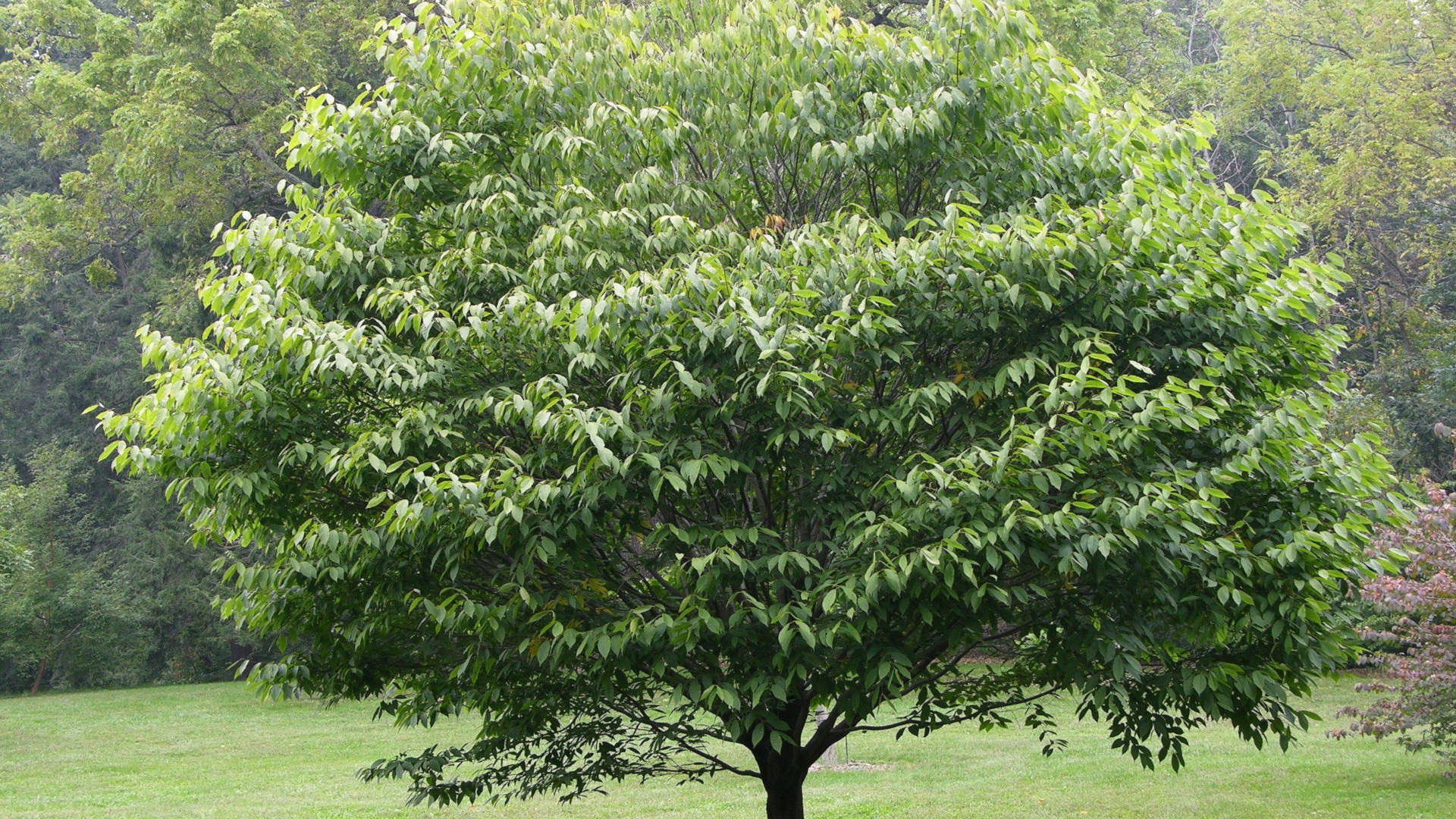 Граб — лиственная порода древесины
