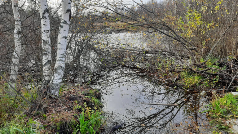 Karelian birch: hardwood