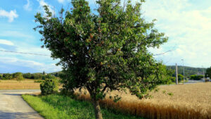 Pear: fruit tree