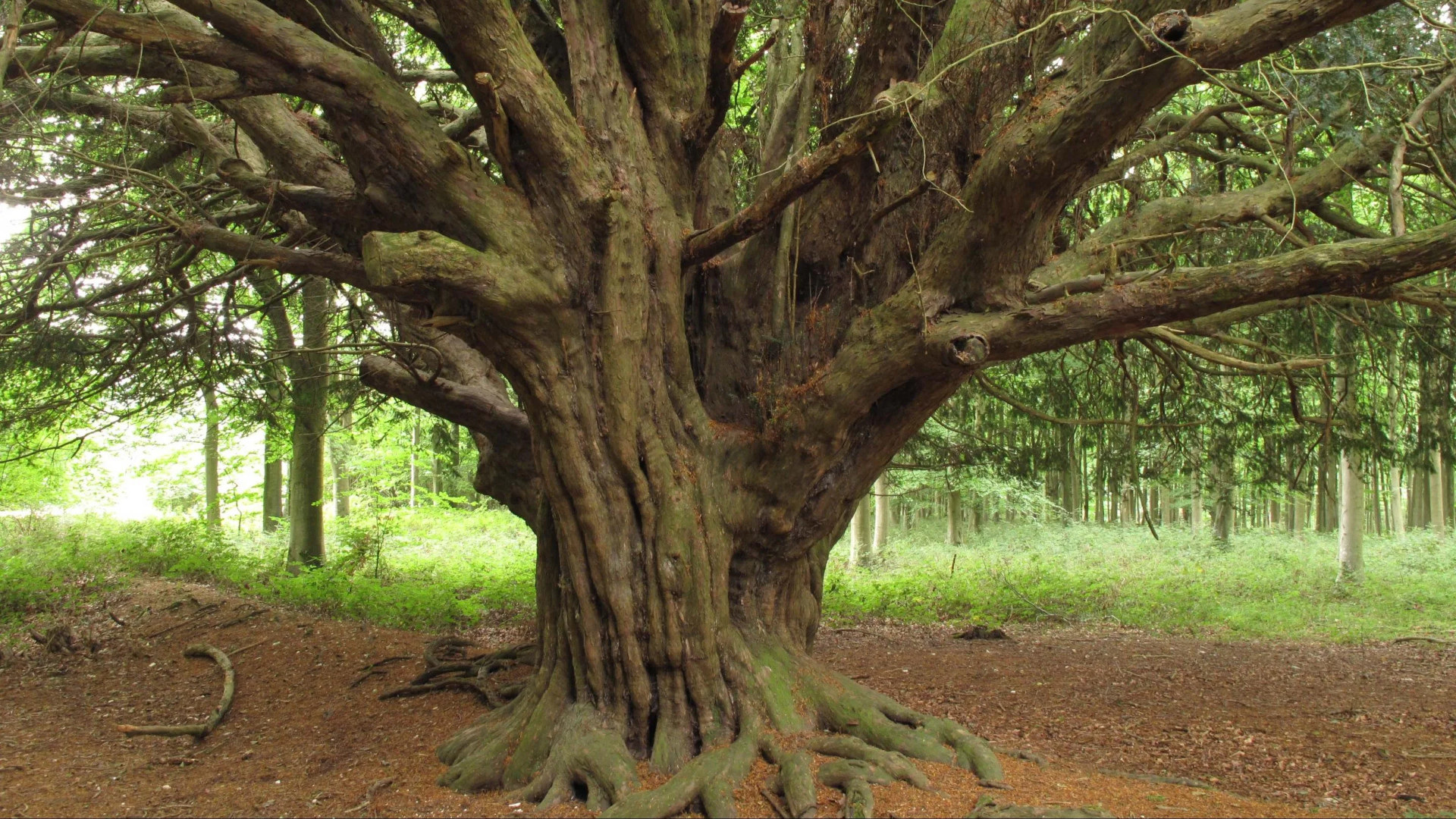 Yew: coniferous wood